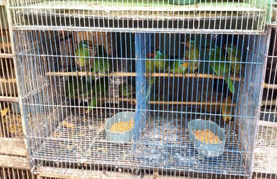 SCORPION Angry at Mass Bird Deaths (January 16, 2016)